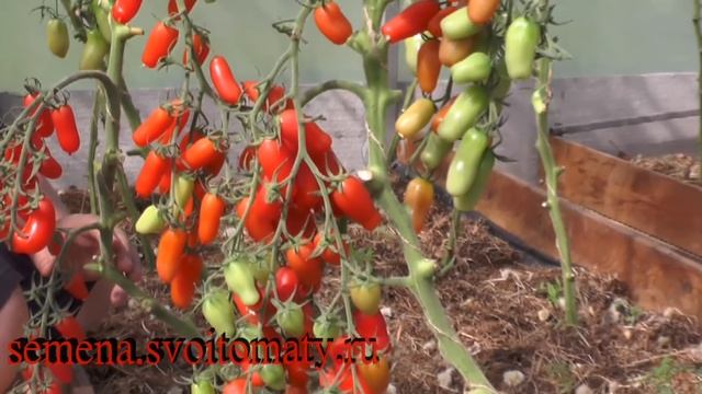 Проверенные семена томатов сезон 2018 смотреть онлайн