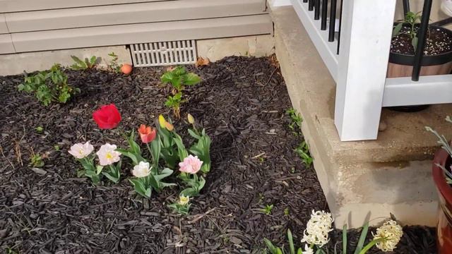 Tulips (Angelique) and Spring Flowers смотреть онлайн