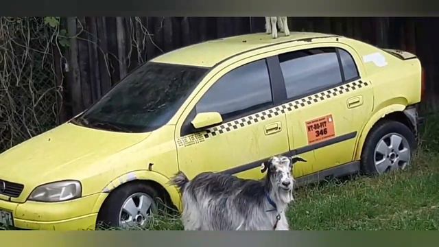 Гуляю по окрестностям. Ох уж эти козы! смотреть онлайн