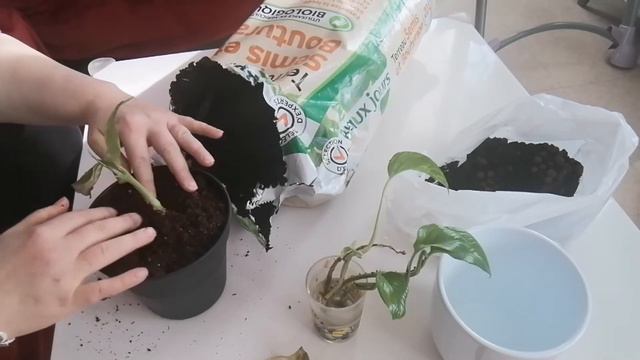 Bouture D'une Plante Cassée, Comment Faire ?