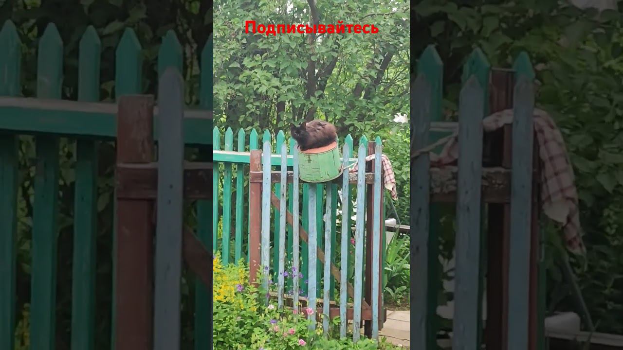 Черныш нашëл себе трон. смотреть онлайн