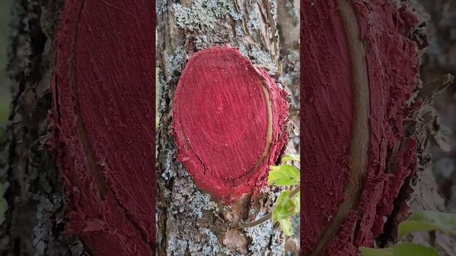 Что делать Если нет садового Вара? ?(лайфхак) смотреть онлайн