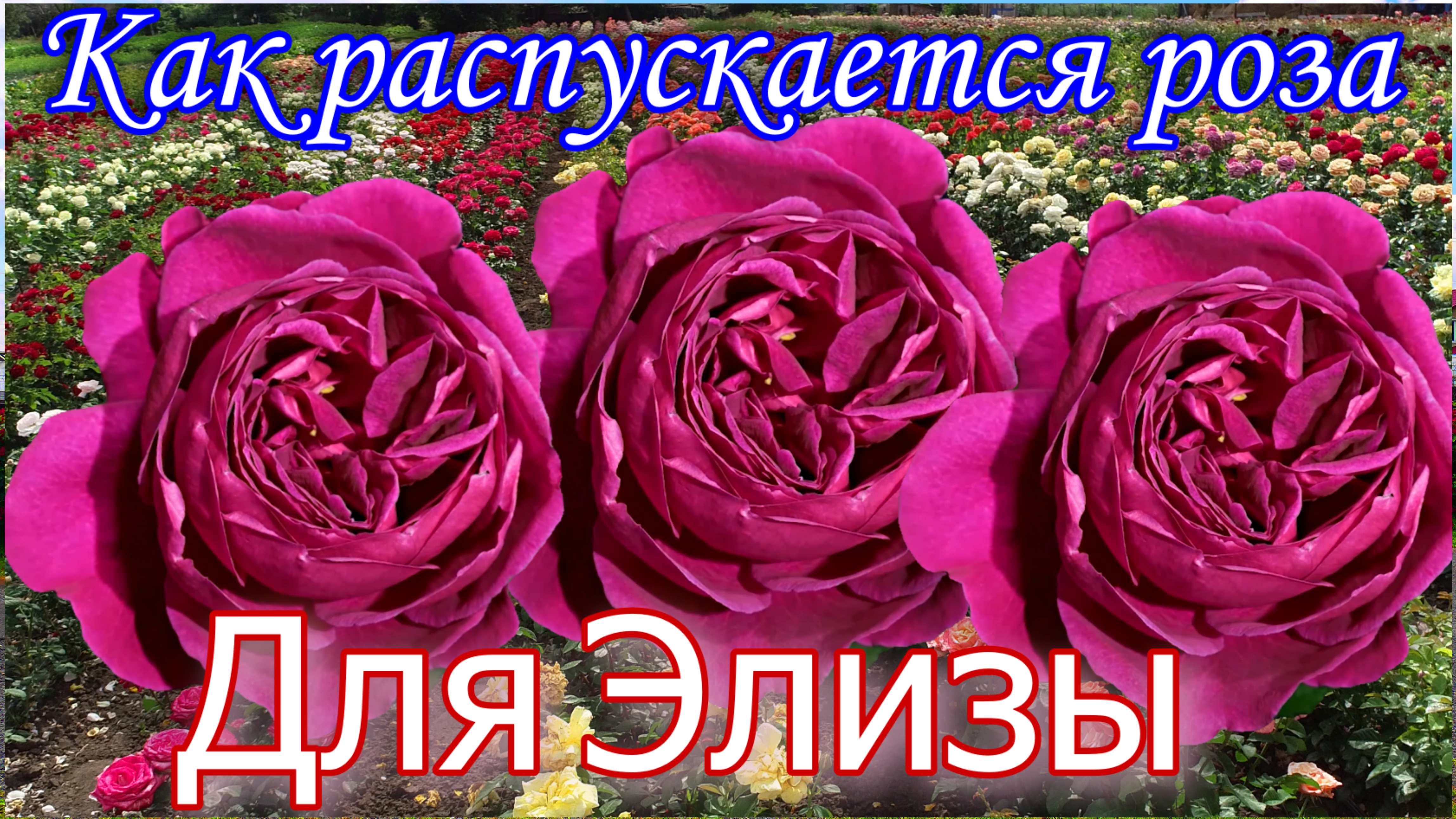 Как распускается роза Для Элизы - Für Elise (W_ Kordes' Söhne 2020) смотреть онлайн