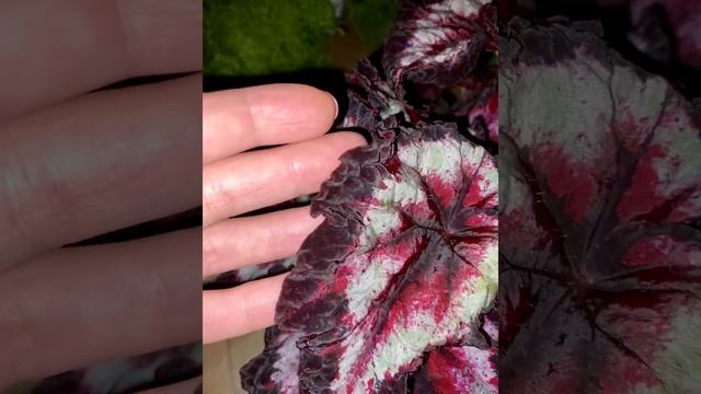 Бегония DS-Extravaganza смотреть онлайн