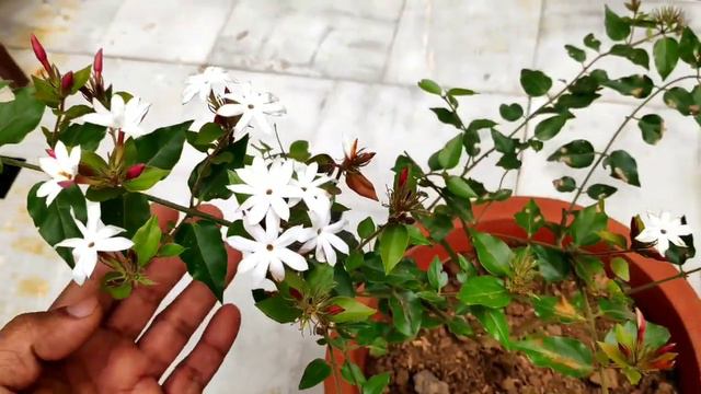 जूही प्लांट की देखभाल, jasmine plant care n fertilizer смотреть онлайн