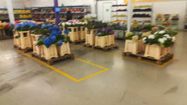 ГОРТЕНЗИЯ ДОМАШНИЯ.ОЧЕНЬ ОГРОМНАЯ💝 смотреть онлайн