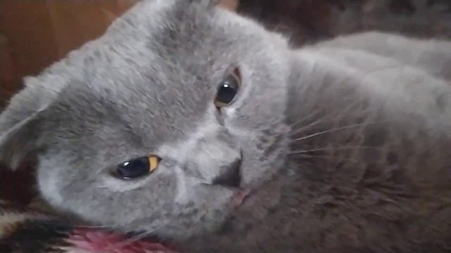 Боня Злится и чем то не доволен!!! Блоги Продолжаются !!!(2) смотреть онлайн