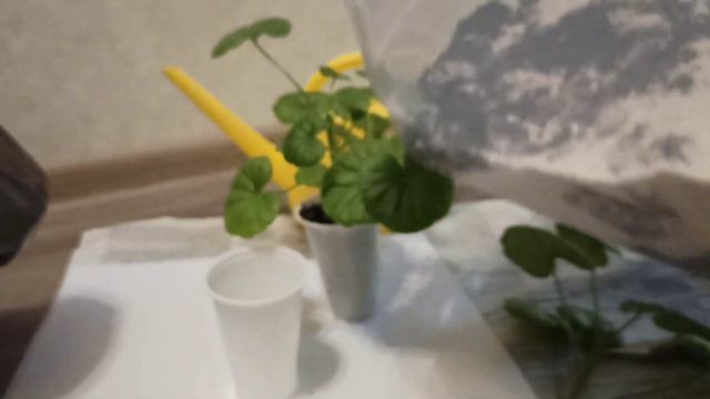 черенкую ПЕЛАРГОНИЮ быстро и легко смотреть онлайн