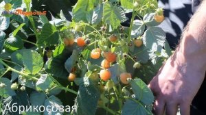 Ремонтантная малина. Обзор сортов, посадка и уход.