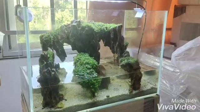 Aquascape Beginner guide Trim Java moss смотреть онлайн