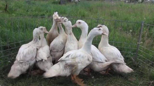 Утки муларды. Подготовка к гаважу. смотреть онлайн