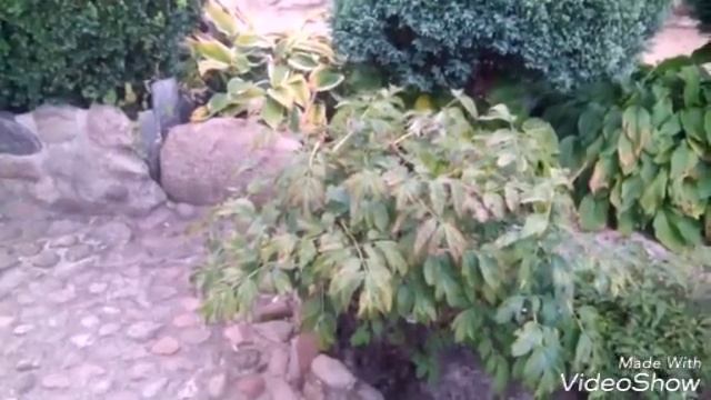 Декоративные кустарники в планировке участка смотреть онлайн