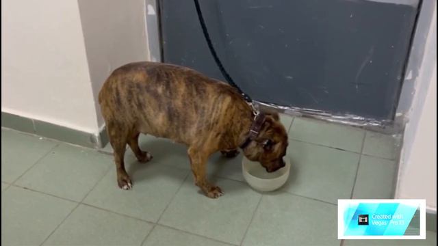 В Уфе мужчина бросил собаку, потому что его не пустили с ней в поезд смотреть онлайн