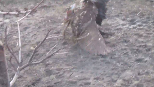 Утиные бои:Утка против Утки