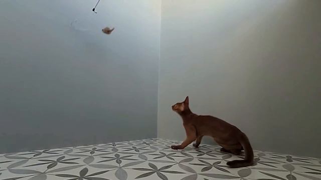 Абиссинский кот АРТИ бегает по стенам | Abyssinian cat ARTY wall runing смотреть онлайн