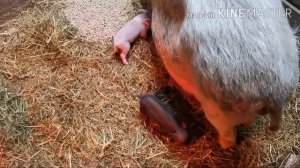 КАК ПОНЯТЬ ЧТО У СВИНОМАТКИ СКОРО, СКОРО ОПОРОС? ОПОРОС ВЬЕТНАМСКОЙ СВИНОМАТКИ! ДАШИК ОПОРОСИЛАСЬ!