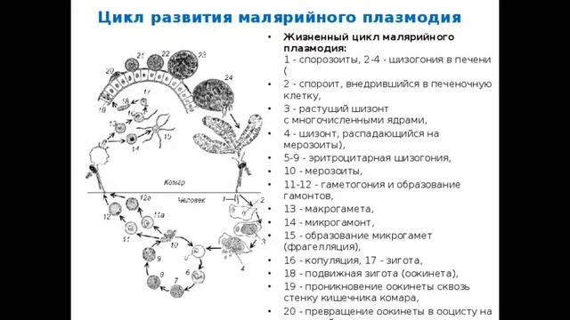 Малярийный плазмодий в крови человека смотреть онлайн