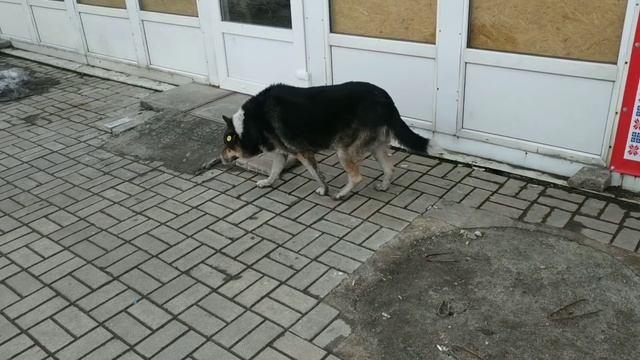 ВЛОГ: Урааа...Купила новый телефон‼️Покровск  магазин Алло