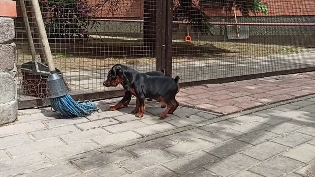 Щенки цвергпинчера С-помет, 31.05.2021. смотреть онлайн