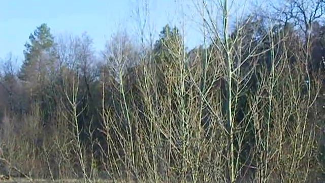 Чьи голоса на болоте весной? смотреть онлайн