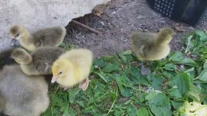 Как исправить шпагат у гусенка / гусенок с кривым клювом / крупная серая / мамут /