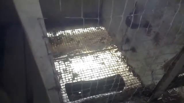 Обзор крольчих с крольчатами !!! смотреть онлайн