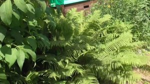 Сирень Амурская в городе Зеи