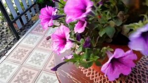 ВНИМАНИЕ!!! МУЧНИСТАЯ РОСА НА ПЕТУНИИ.КАК ОПРЕДЕЛИТЬ И ЧЕМ ЛЕЧИТЬ.