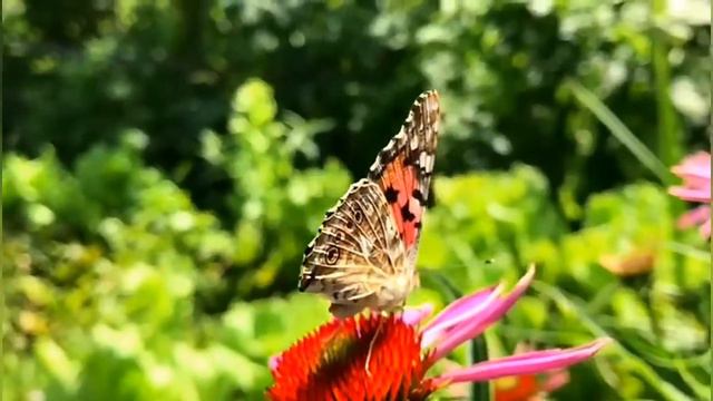 Butterfly & flowers. Relaxing смотреть онлайн