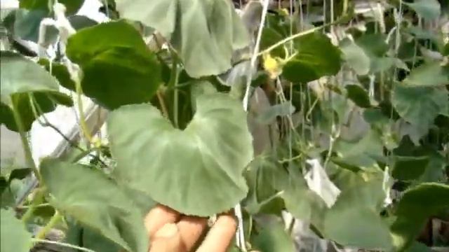 Жара на садовом участке смотреть онлайн