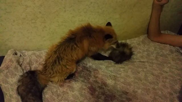 У Киры новая игрушка смотреть онлайн
