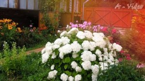 ?Великолепный Ландшафтный Дизайн Идеи для Вашего Вдохновения / Amazing landscaping ideas / A - Vide