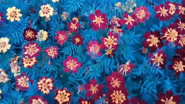 VID 20200909 183315 Всё вот так иду куда то я... Павел Васильев Лахтинский смотреть онлайн