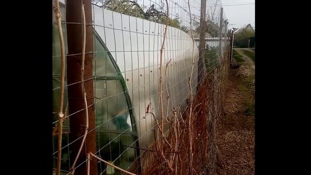 Живой забор на даче. Делаем сами. Бюджетный вариант. смотреть онлайн