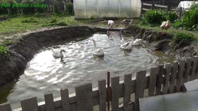 Гуси на воде. смотреть онлайн