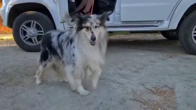 Колли Джесси смотреть онлайн