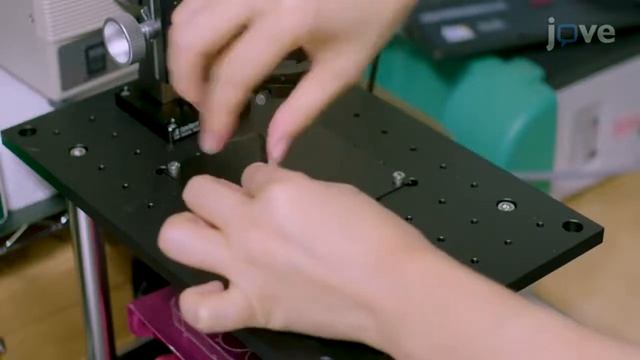 Evaluation-Photosynthetic Behaviors: Simultaneous Measurements-Leaf Reflectance l Protocol Preview смотреть онлайн