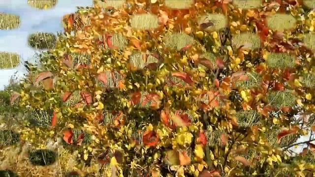 Краски осени(видеозарисовка) смотреть онлайн