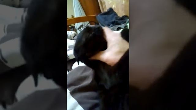 Злой кот смотреть онлайн