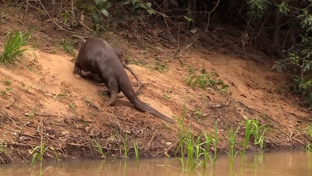 COBRA GIGANTE DA AMAZÔNIA - 7 ANIMAIS GIGANTES DA FLORESTA AMAZÔNICA E DO RIO AMAZONAS смотреть онлайн