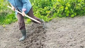 Сажаю картошку вниз ростками. Почему?