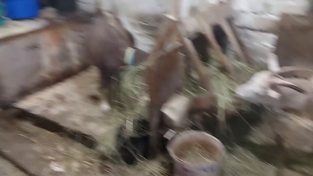 Гнезда для индоуток!!!! смотреть онлайн