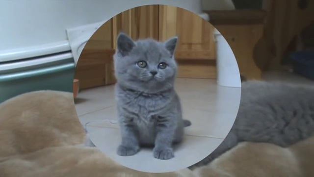 Quintilien Silvery Snow. Голубой британский котик. смотреть онлайн