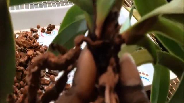 FernCrafts:Repotting Paphiopedilum - Jun 8, 2014 смотреть онлайн