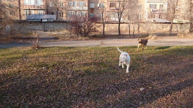 Снапик Бультерьер щенок и дворовые собаки 🐾💕 #снап #бультерьер #щенок #собака #собаки смотреть онлайн