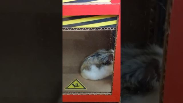 🙉 Самый сильный Хомыч ломает Клетку 😎 смотреть онлайн
