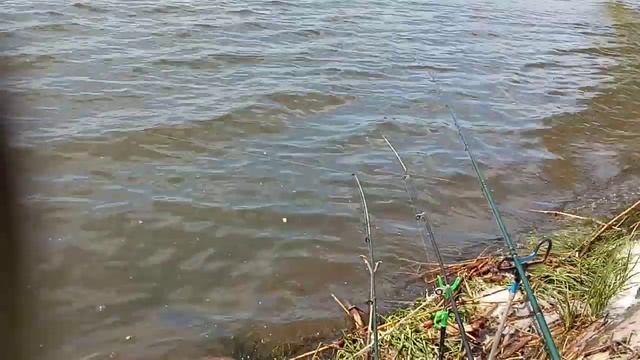 ПРИКОРМКА с КРИЛЕМ по карасю не сработала но белая рыба брала! смотреть онлайн