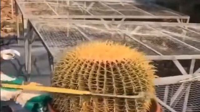 Как выглядит кактус 🌵 изнутри смотреть онлайн