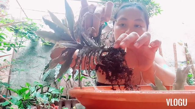 Cryptanthus Earth Star  Guide : Flower, Propagation & Care