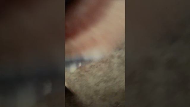 1 часть, Котёнок Гав ушёл из дома смотреть онлайн